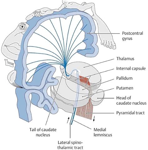 Image result for brain anatomy internal capsule 3d | Medical anatomy, Brain anatomy, Human ...