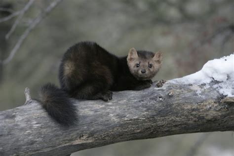 The Pine Marten: Nature's Most Adorable Predator! - Nature Canada