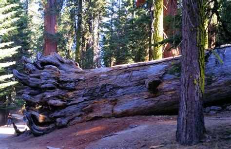 The fallen 'Wawona Tunnel Tree' | Giant sequoia trees, Tree, Sequoia tree