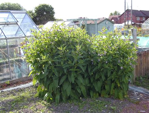 Planting, Cultivation, Harvesting & Problems of Comfrey