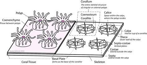 Coral Polyp Anatomy