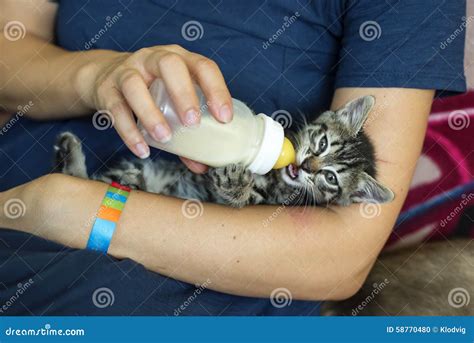 Kitten Drinking Milk from Bottle Stock Photo - Image of animal, orphaned: 58770480