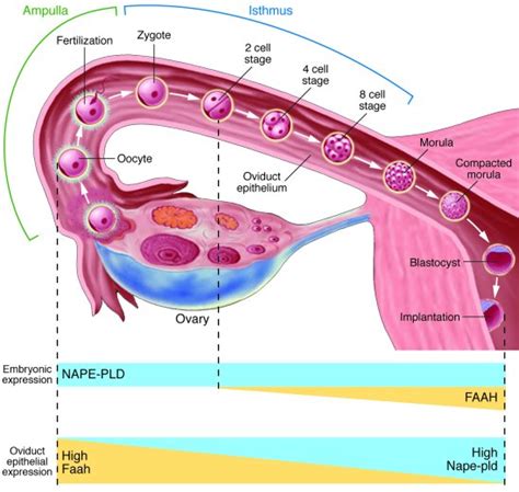 oviduct - definition - What is