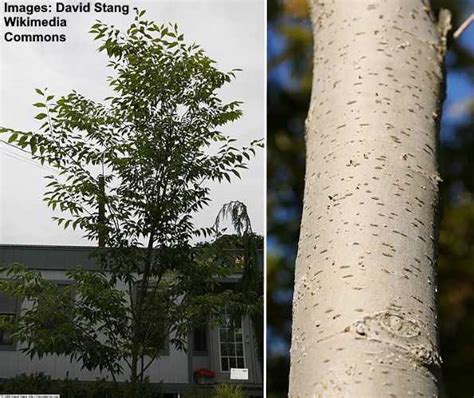 Zelkova Trees: Types, Leaves, Bark (Pictures) – Identification