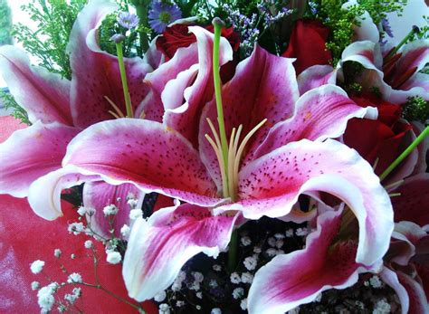 Lilium Flowers: Lilium Flower Gallery 8