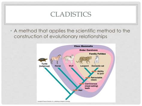 PPT - Cladistics PowerPoint Presentation - ID:2810306