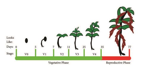 Stages of bean growth with respect to the planting days and their... | Download Scientific Diagram