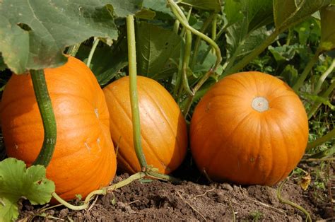 Free Images : fruit, land, orange, food, harvest, produce, autumn, pumpkin, gourd, nutrition ...