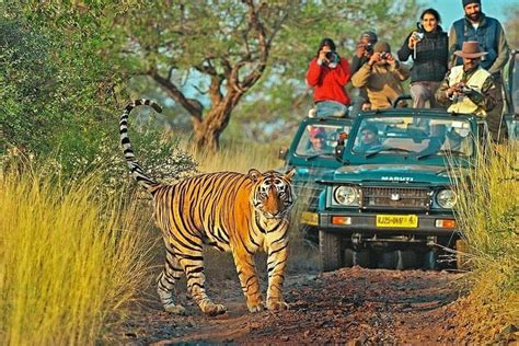 Ranthambore Canter Safari for Indian Nationals 2024 - Ranthambore ...