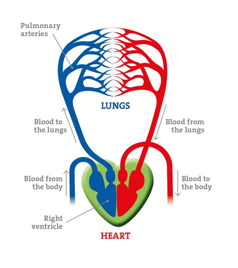 the heart and circulatory system | pha - beplay最新官