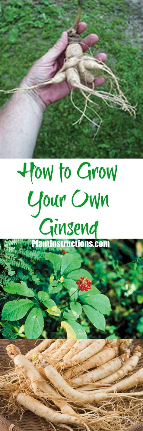 How to Grow Ginseng | Growing ginseng, Ginseng plant, Growing vegetables