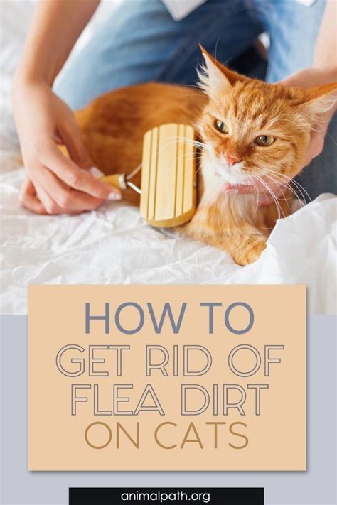 How to Get Rid of Flea Dirt on Cats? | Cat care tips, Fleas, Kitten care