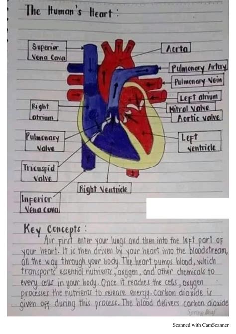 SOLUTION: The human heart , the human heart anatomy and circulation,function of human heart,3 ...