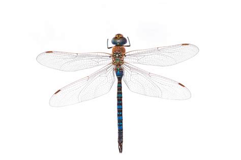 Dragonfly Symbolism, Dragonfly Wings, Blue Tail, Ossining, Wellness ...