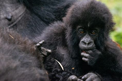 Rwanda celebrates mountain gorilla conservation success by naming 24 baby gorillas on World ...