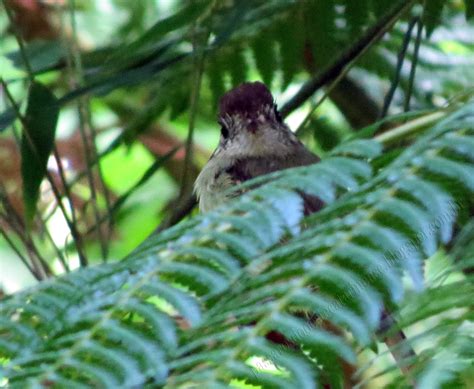 Aves do ParnaA: Cabeçudo