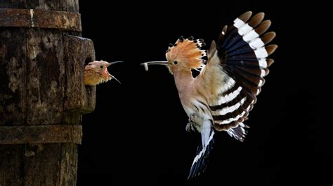 Hoopoe Nest - Mystery Wallpaper