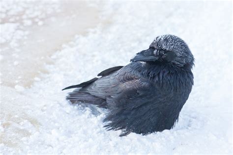 Raven with snow cover waiting for sunrise. photo - Paul Lantz photos at pbase.com