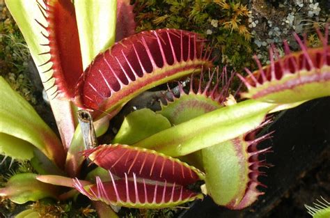 Venus flytrap 'teeth' form a 'horrid prison' for medium-sized prey