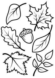 11 Best Leaf outline ideas | leaf template, leaf outline, leaf coloring page
