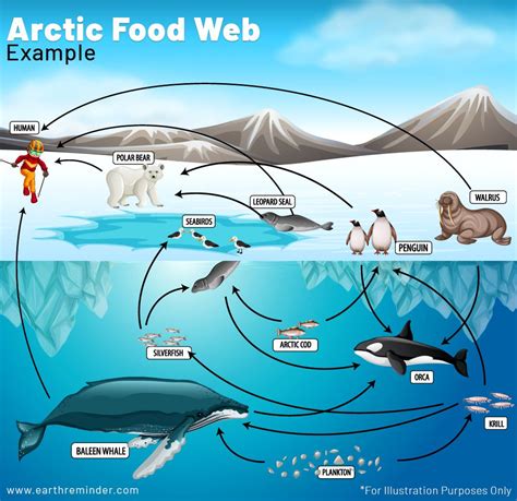 Arctic Food Web Diagram | Food web, Ecosystems, Ocean food web