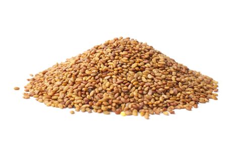 Alfalfa Seeds - Sprouts - Grandpa's Garden Organics