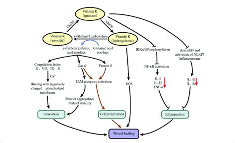 Possible mechanism of vitamin K for wound healing. | Download Scientific Diagram