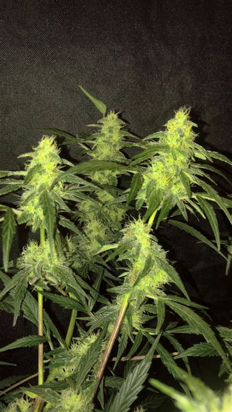 Why Not's Platinum Kush Grow | Page 15 | 420 Magazine