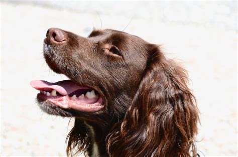 The Boykin Spaniel - Easy Spaniel Training