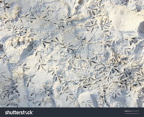 Sand Background Texture Wallpaper Stock Photo 563170777 | Shutterstock