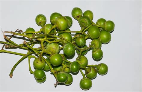 Close Up of Fresh Green Cordia Myxa Gunda Gumberry Fruit Stock Photo - Image of india, health ...