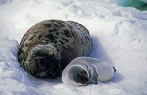 8 Inflating Hooded Seal Facts - Fact Animal