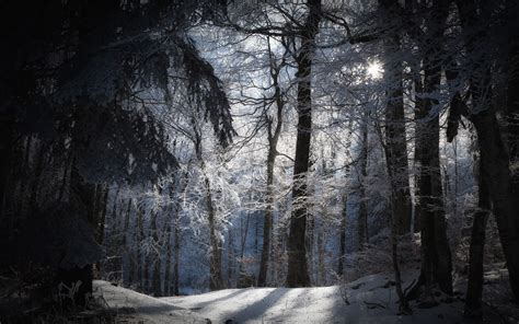 Forest Moon, Snow Forest, Night Forest, Forest Path, Tree Forest ...