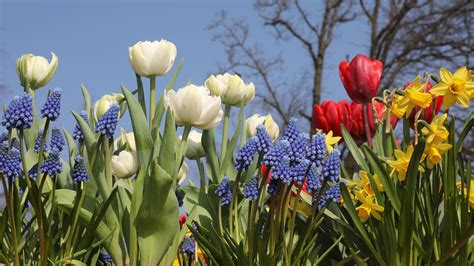 Fall Bulbs: Flower Bulbs to Plant in Fall | The Old Farmer's Almanac