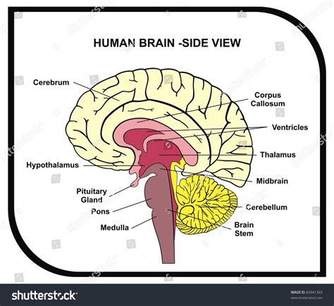 Human Brain Diagram - Side View With Parts ( Cerebrum, Hypothalamus, Thalamus, Pituitary Gland ...