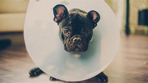 7 Ways to Prevent Canine Injuries at Home