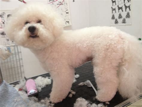 Bichon