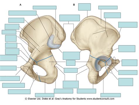 Right and Left Hip Bone Diagram | Quizlet