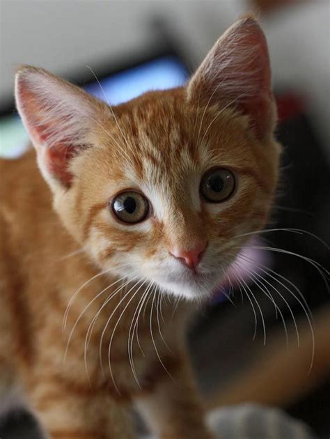 Strummer, an orange tabby kitten, posted via goodmorningkitten.com (With images) | Tabby kitten ...