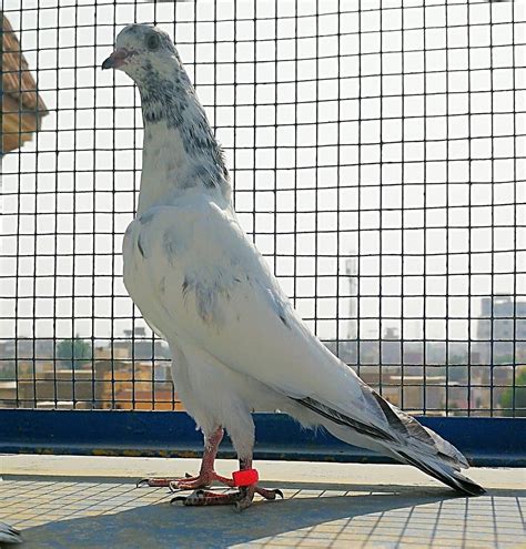 Pigeon Paramyxovirus (PMV-1) - Its History, Symptoms, and Treatment : r/pigeons