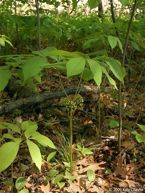 Aralia nudicaulis (Wild Sarsaparilla): Minnesota Wildflowers