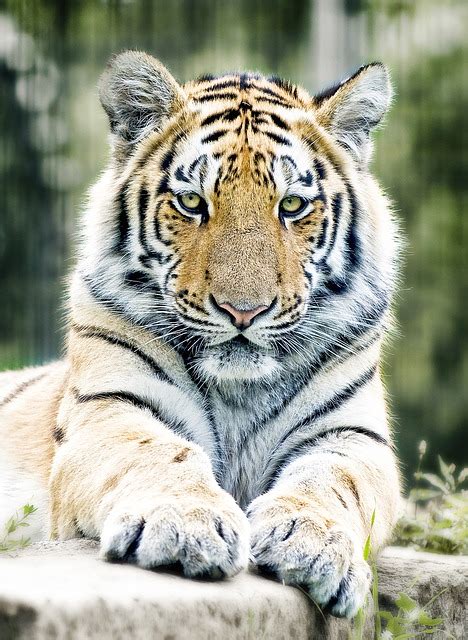 Tiger Siberian Big Cat - Free photo on Pixabay