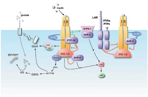 [PDF] Protein tyrosine phosphatases and signalling. | Semantic Scholar