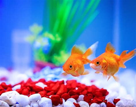 How to Cycle a Fish Tank – Fresh Water Systems