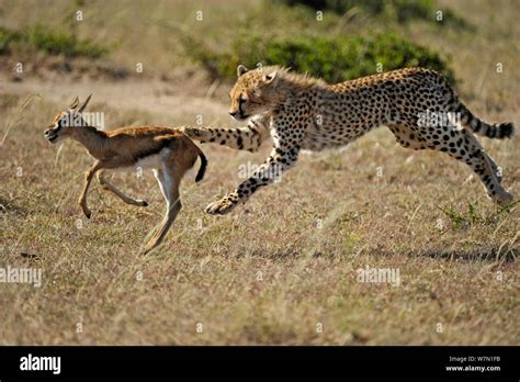 Cheetah catching thomson's gazelle hi-res stock photography and images - Alamy