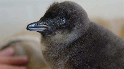 New Jersey’s Adventure Aquarium Announces 1st-Ever Baby Blue Penguin ...