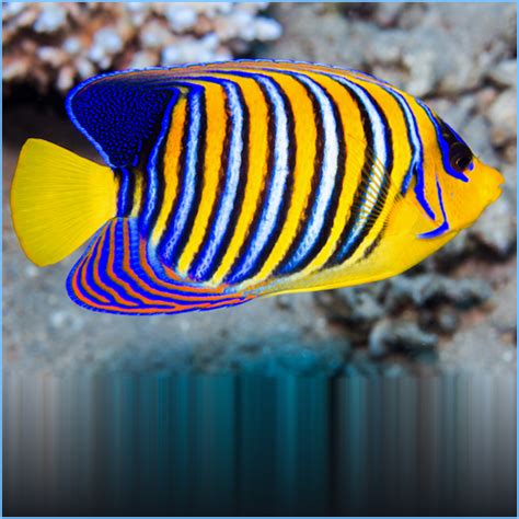 Sumatra Regal Angelfish | Pete's Aquariums & Fish