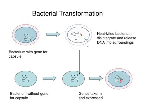 PPT - Microbial Genetics: From Genotype to Phenotype PowerPoint ...