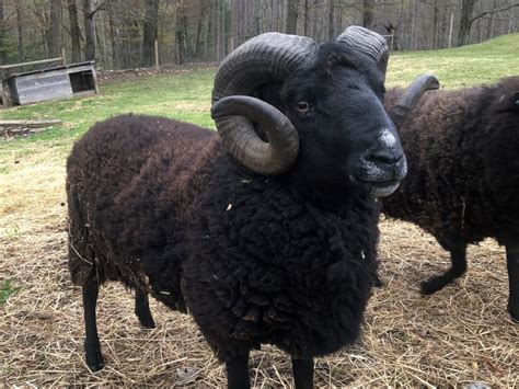 Black Welsh Mountain Sheep | The Inn at East Hill Farm