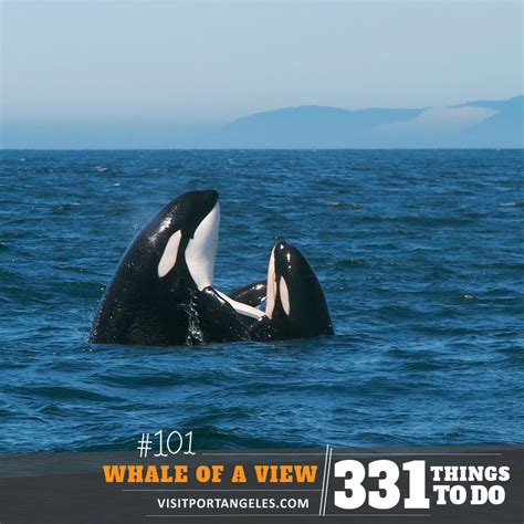 Gaze at Humpback Whales Along the Whale Trail | Visit Port Angeles WA